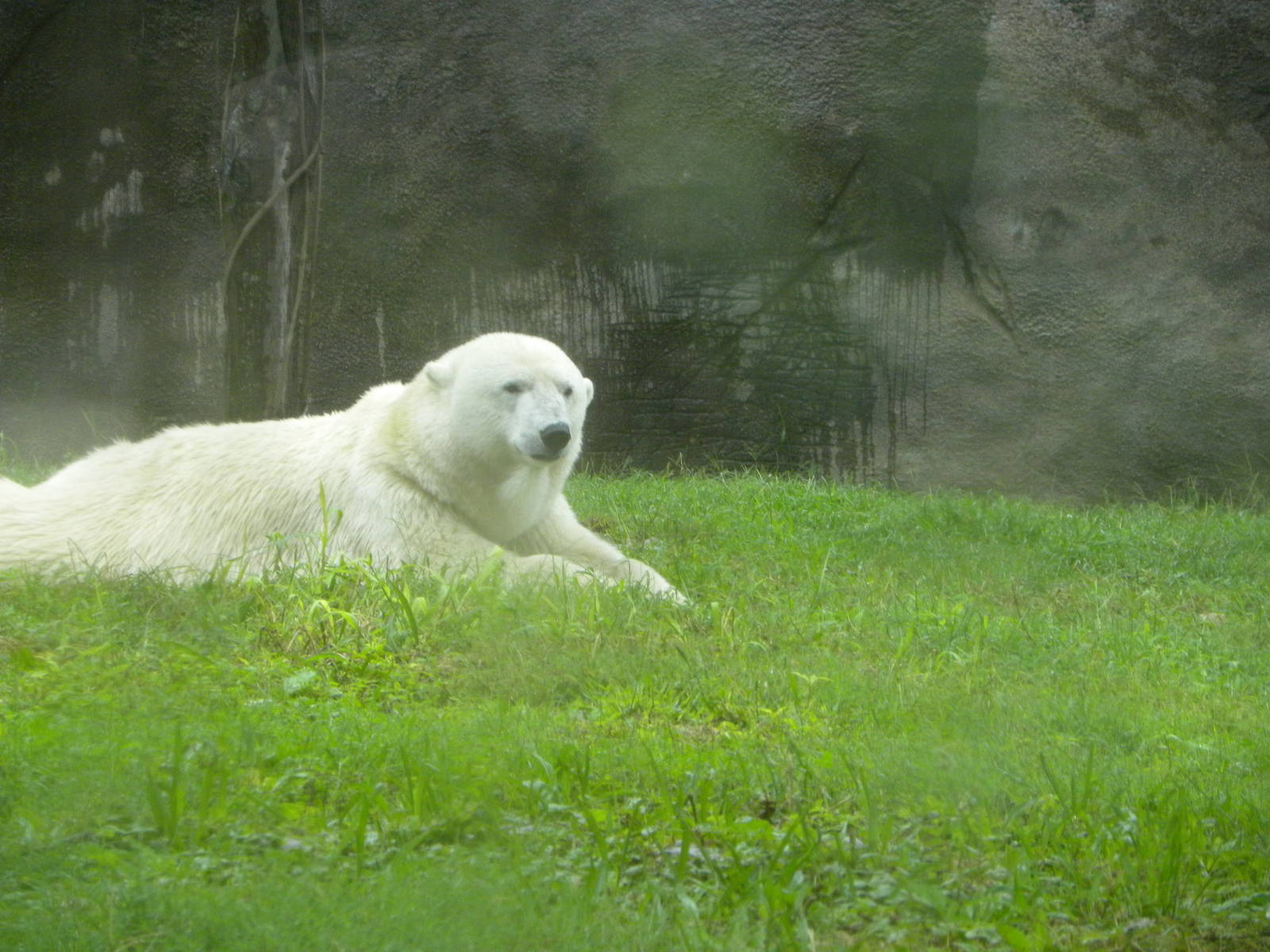 Polar bear