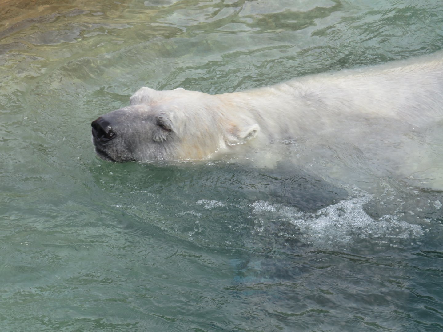 Polar bear