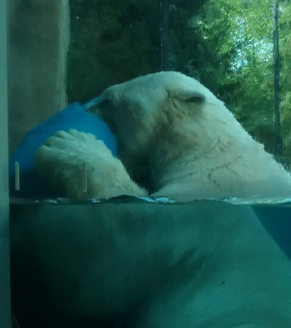 Polar Bear