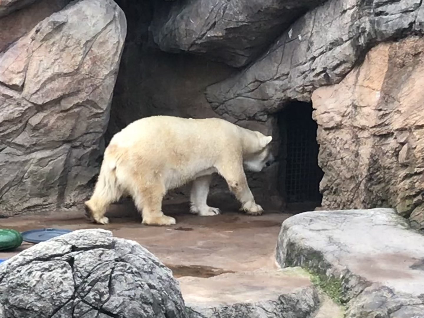 Polar Bear