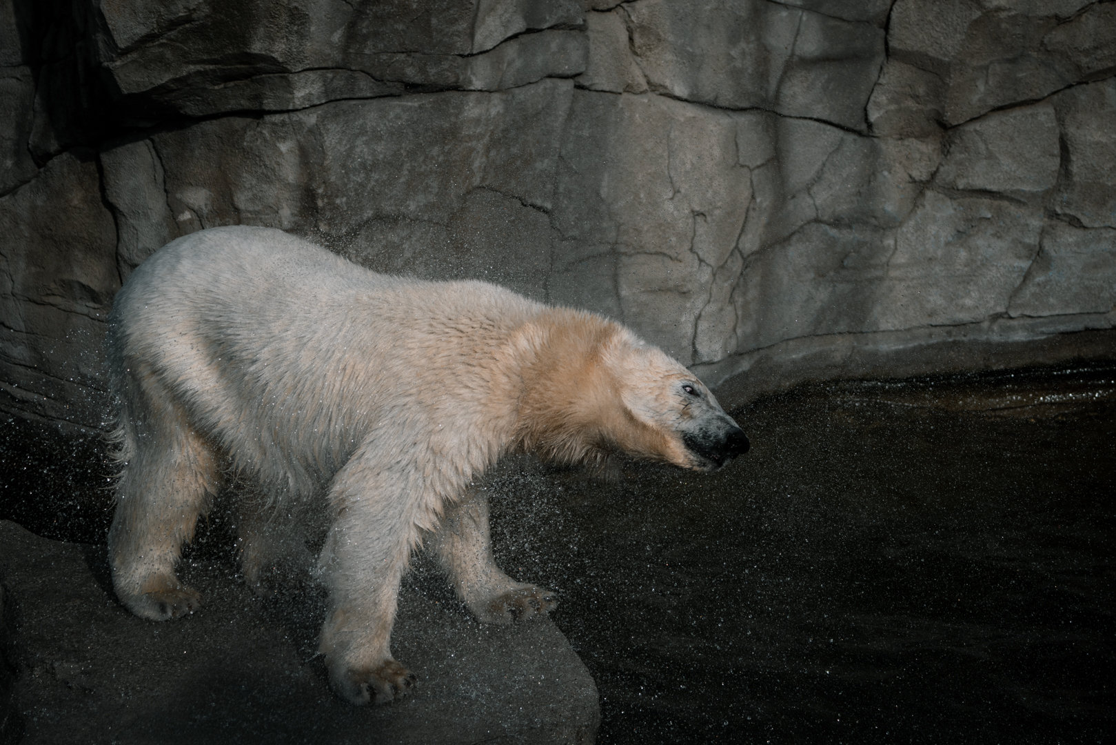 Polar Bear