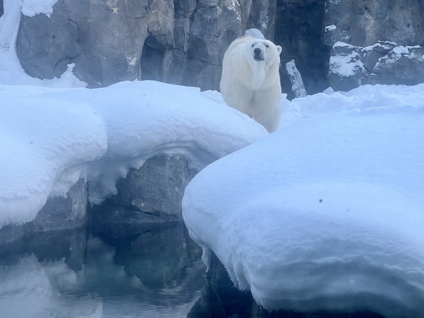 Polar Bear