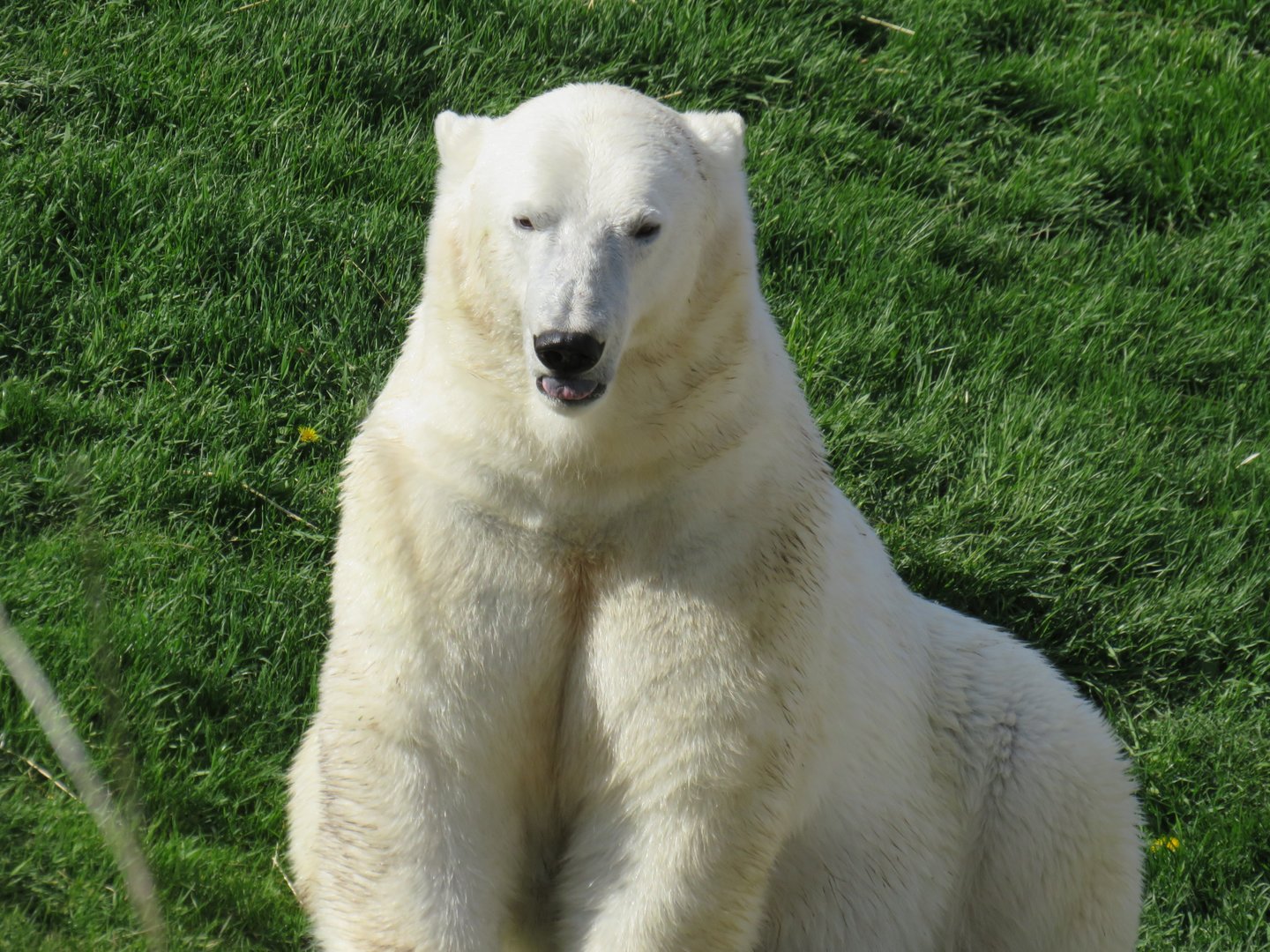 Polar bear