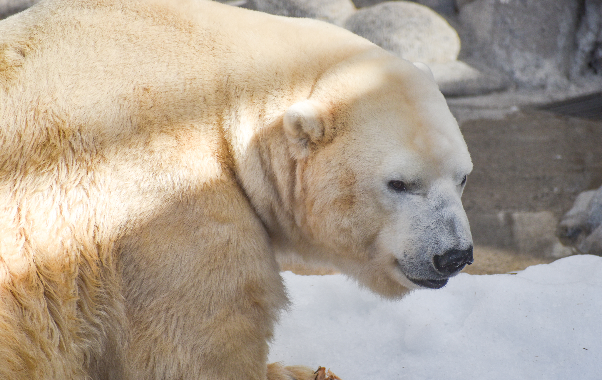 Polar Bear