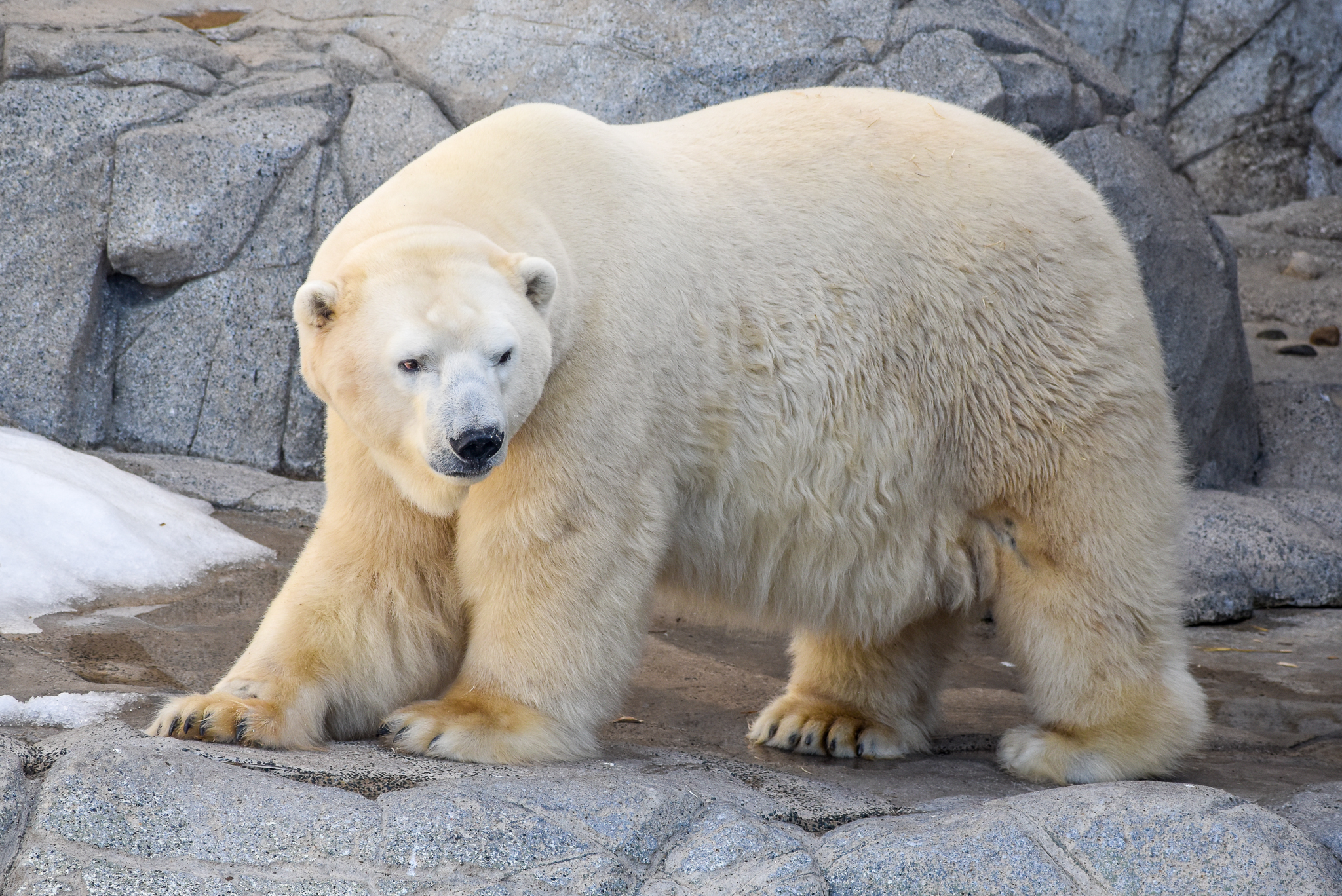 Polar Bear