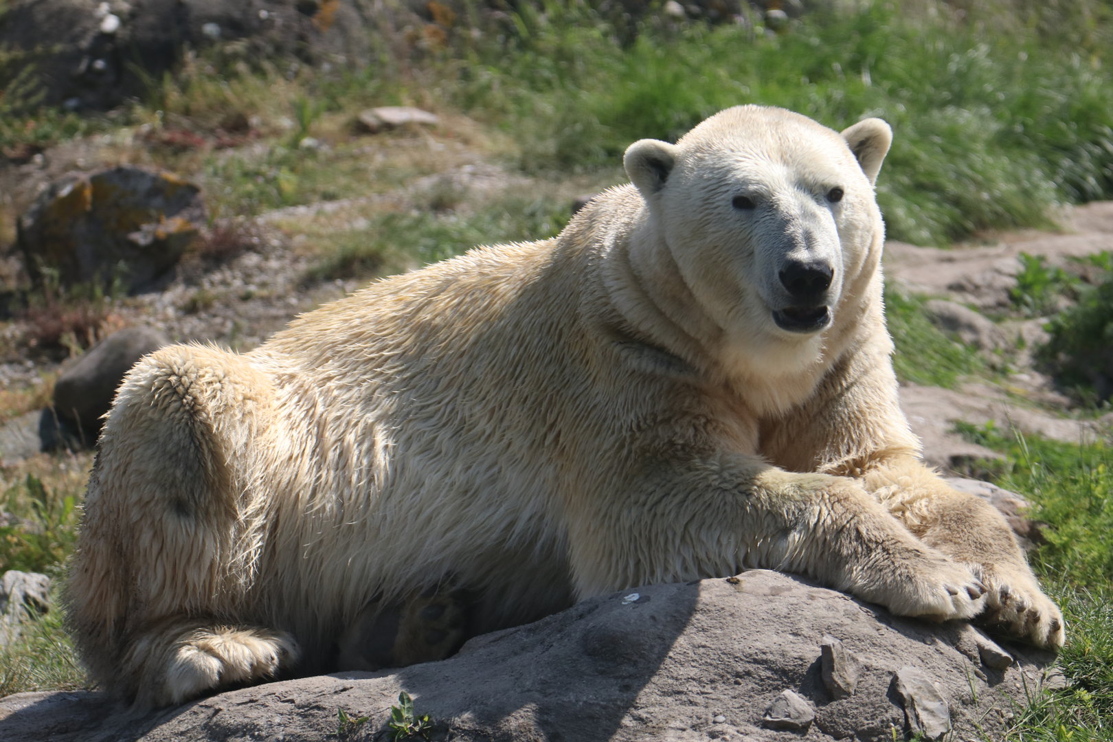Polar bear