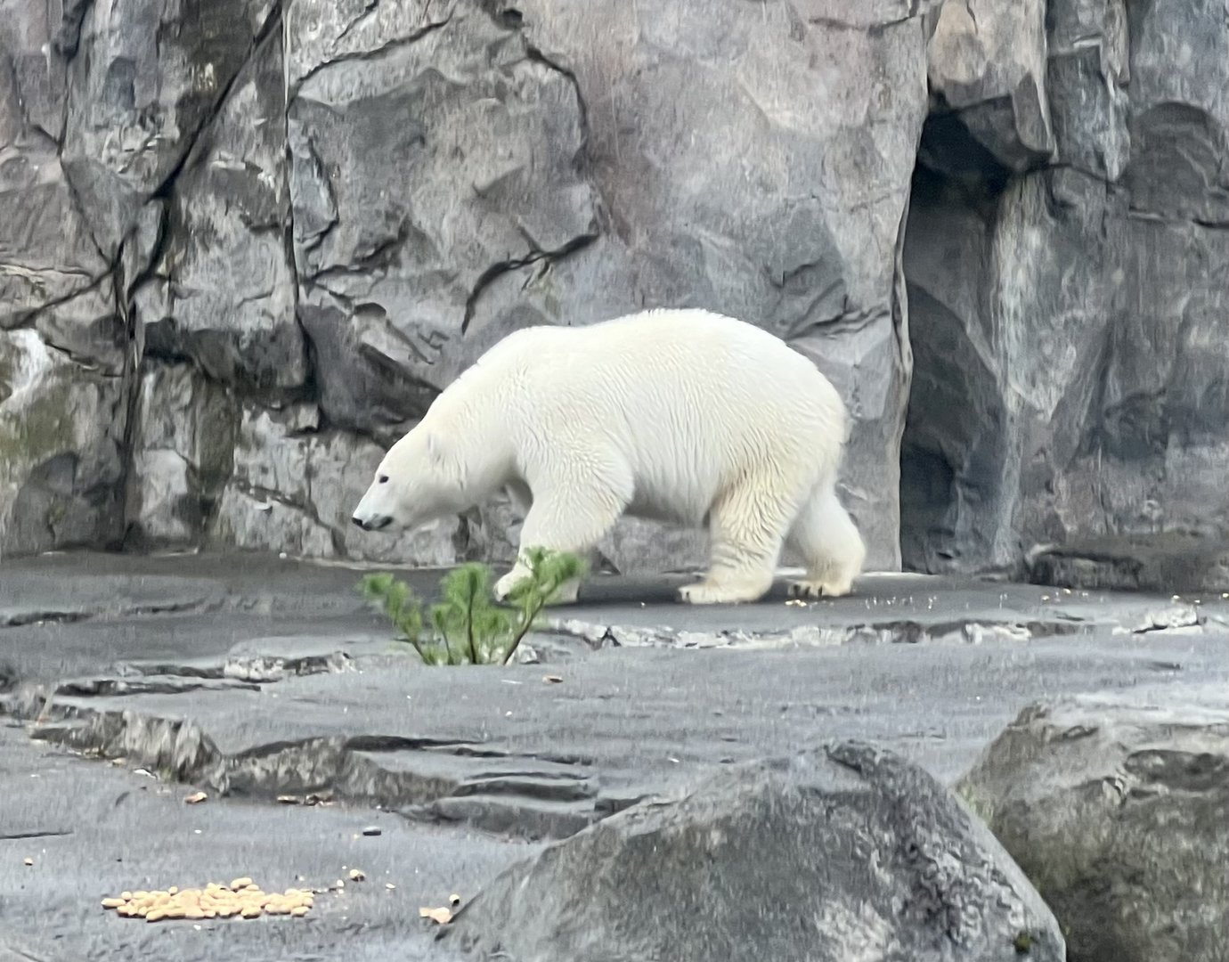 Polar Bear