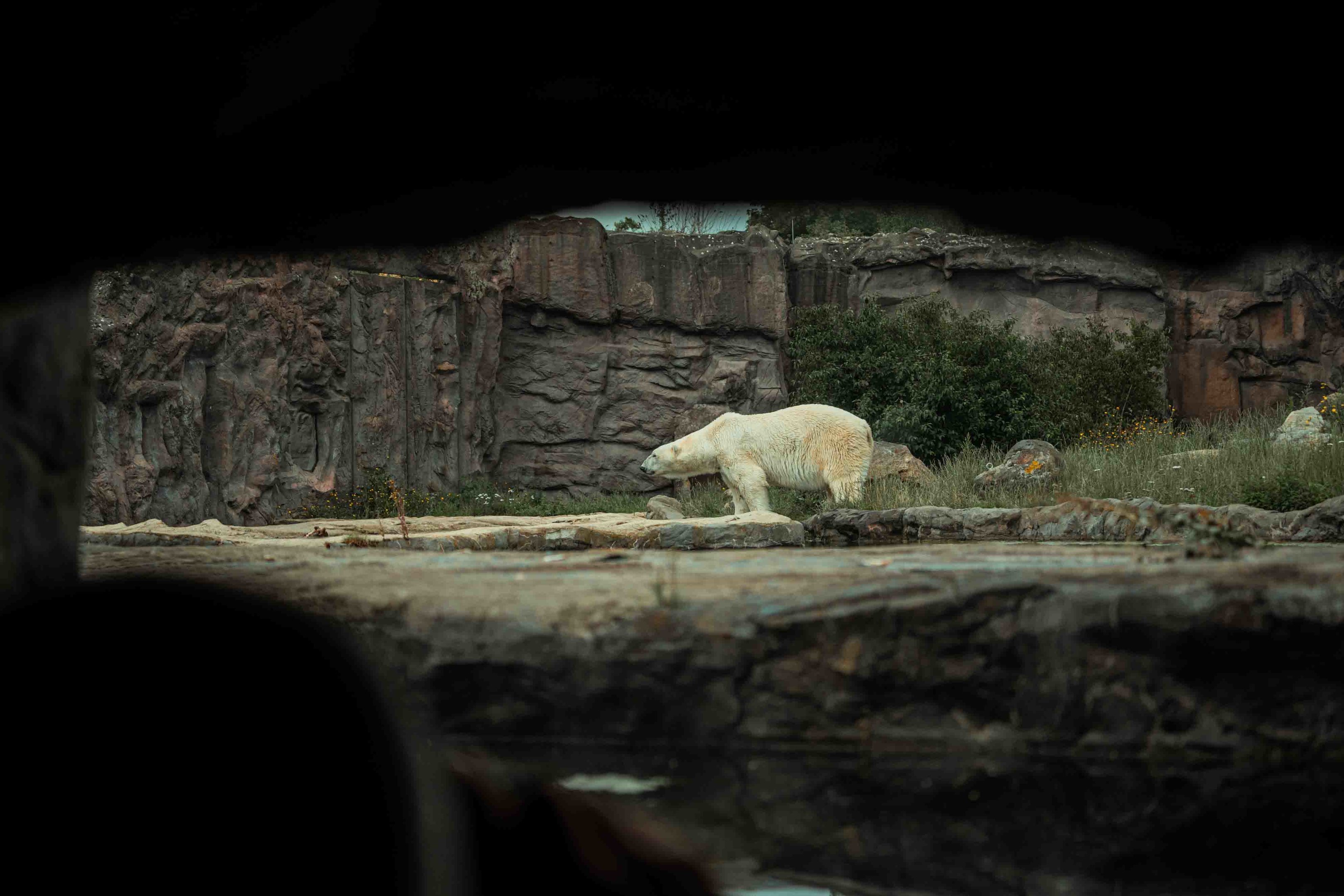 Polar Bear