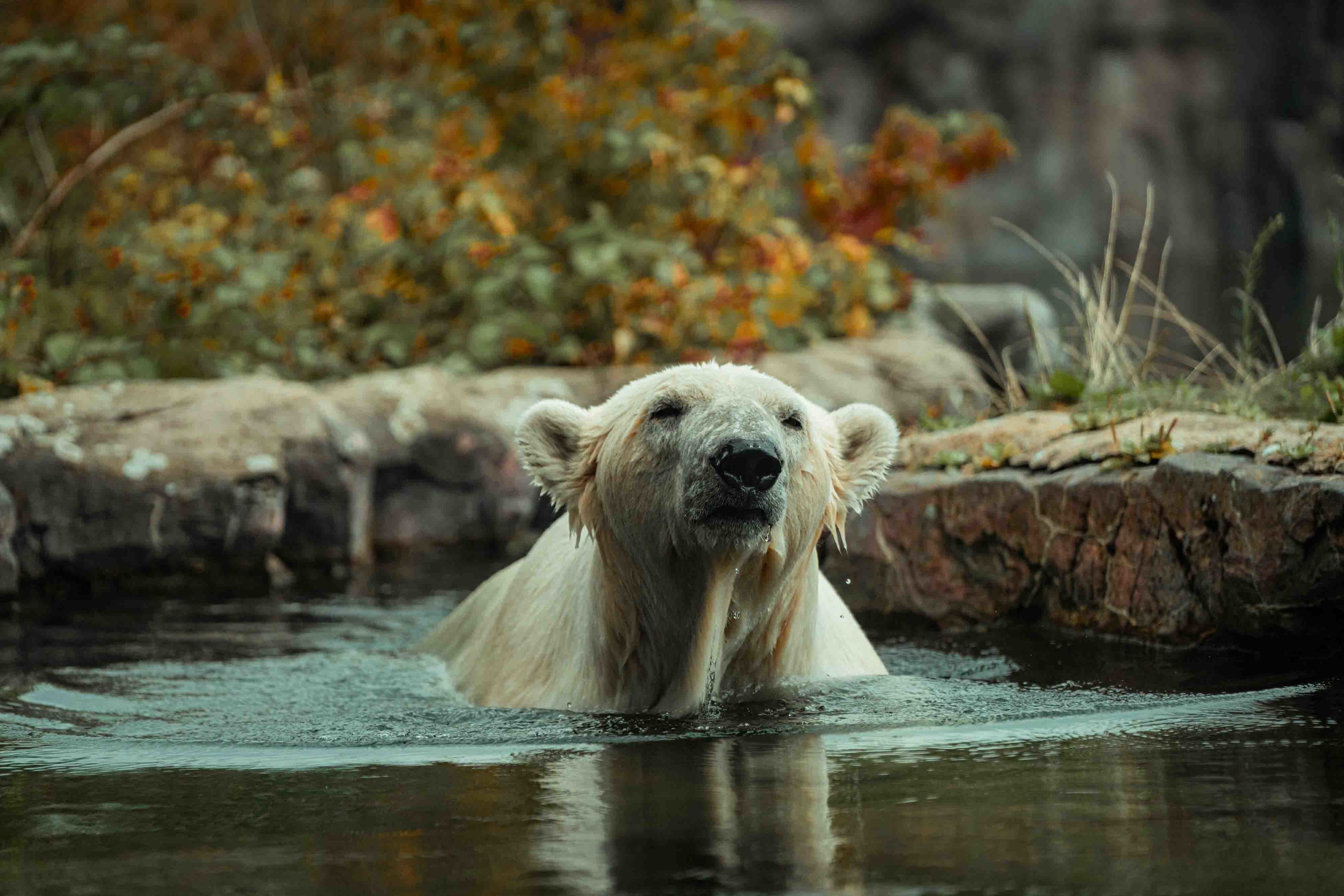 Polar Bear