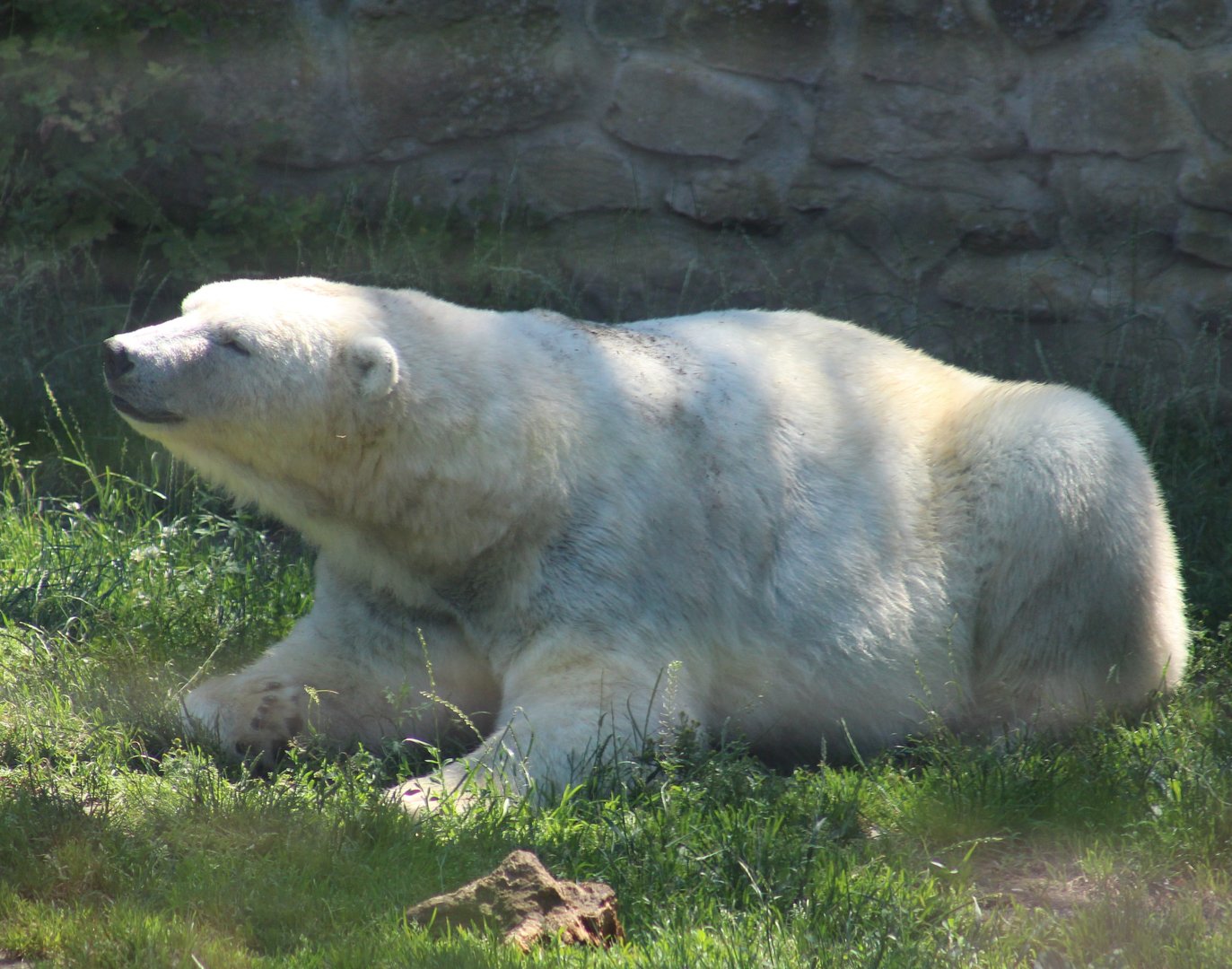 Polar bear