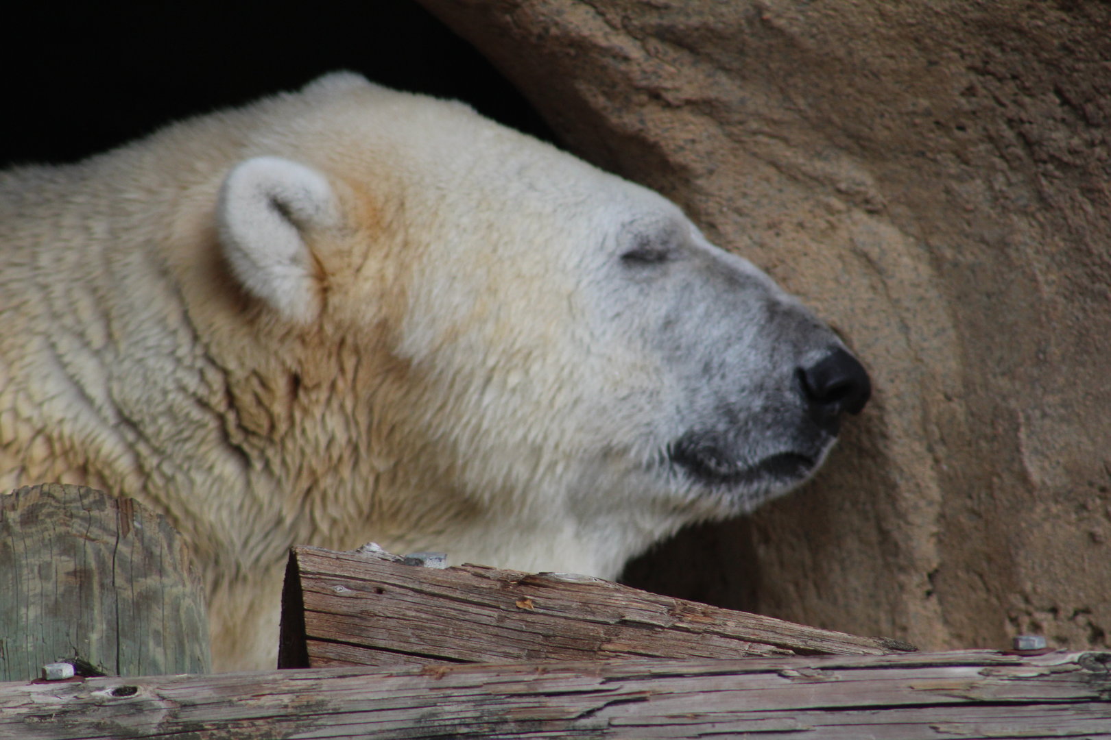 Polar bear