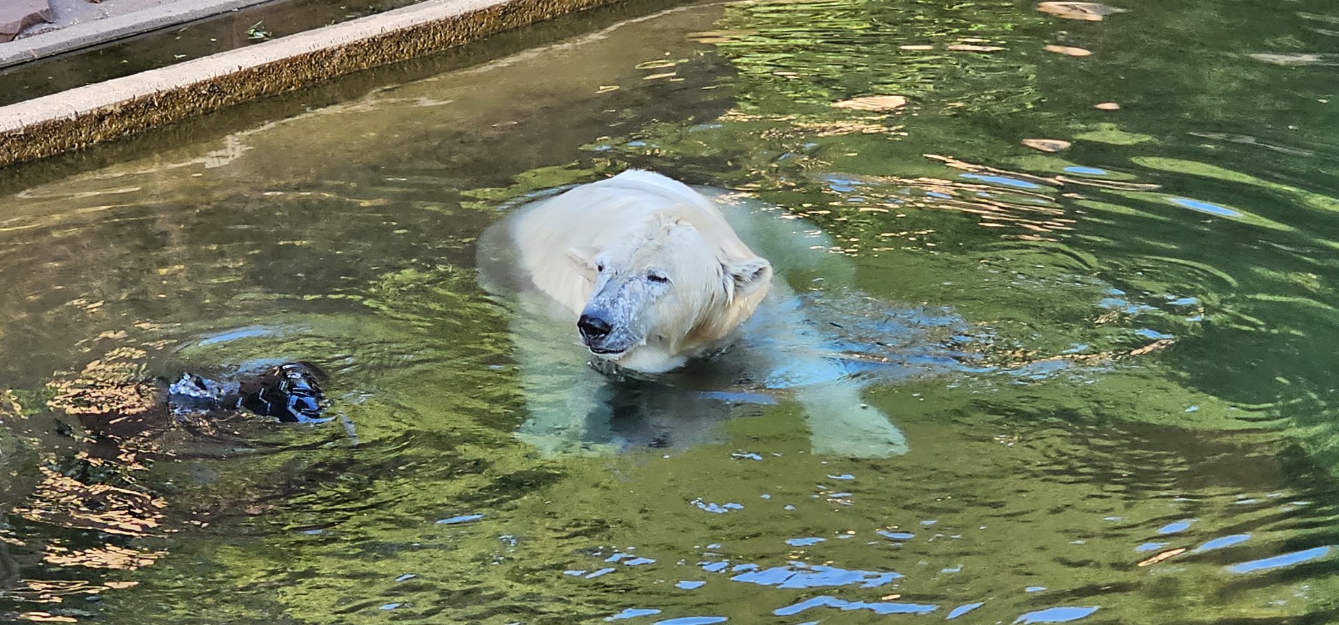Polar bear