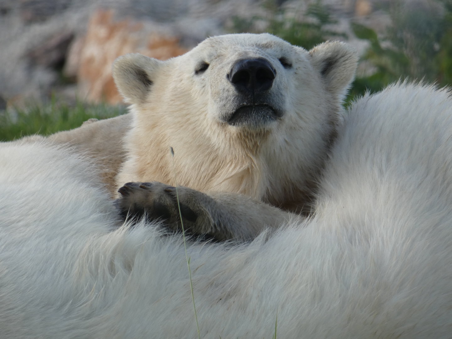 Polar bear