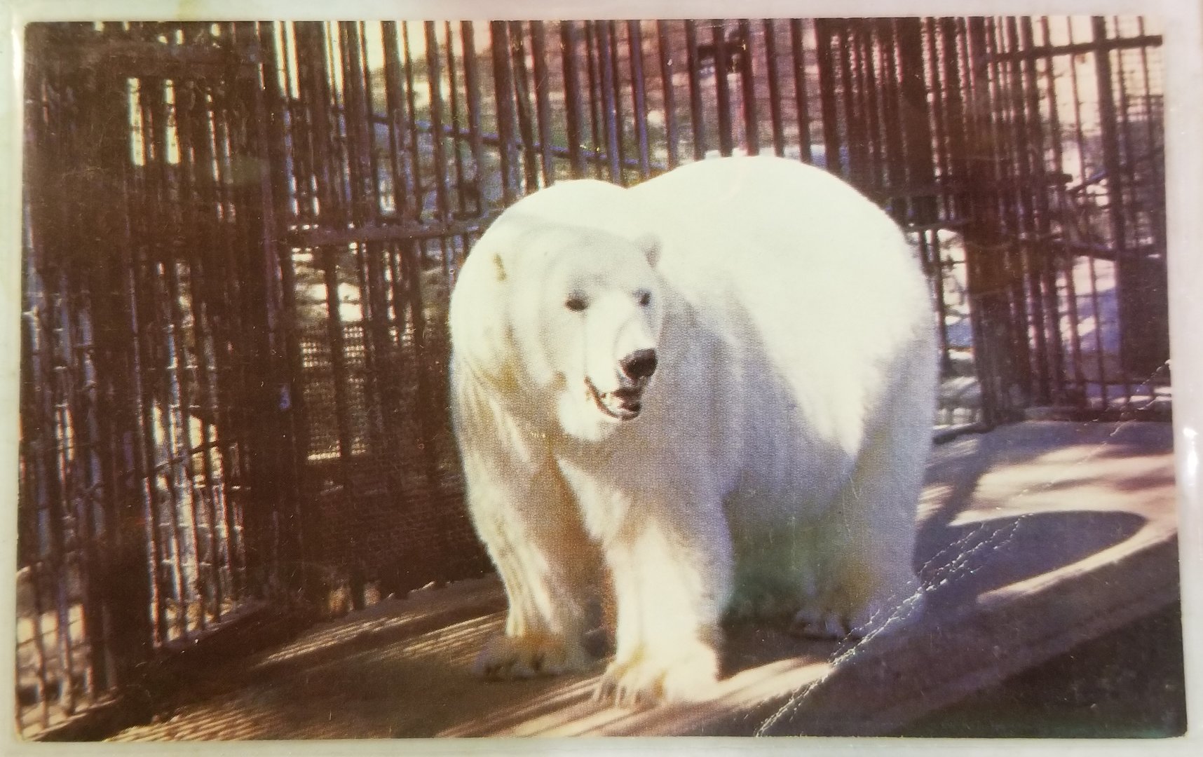 Polar bear