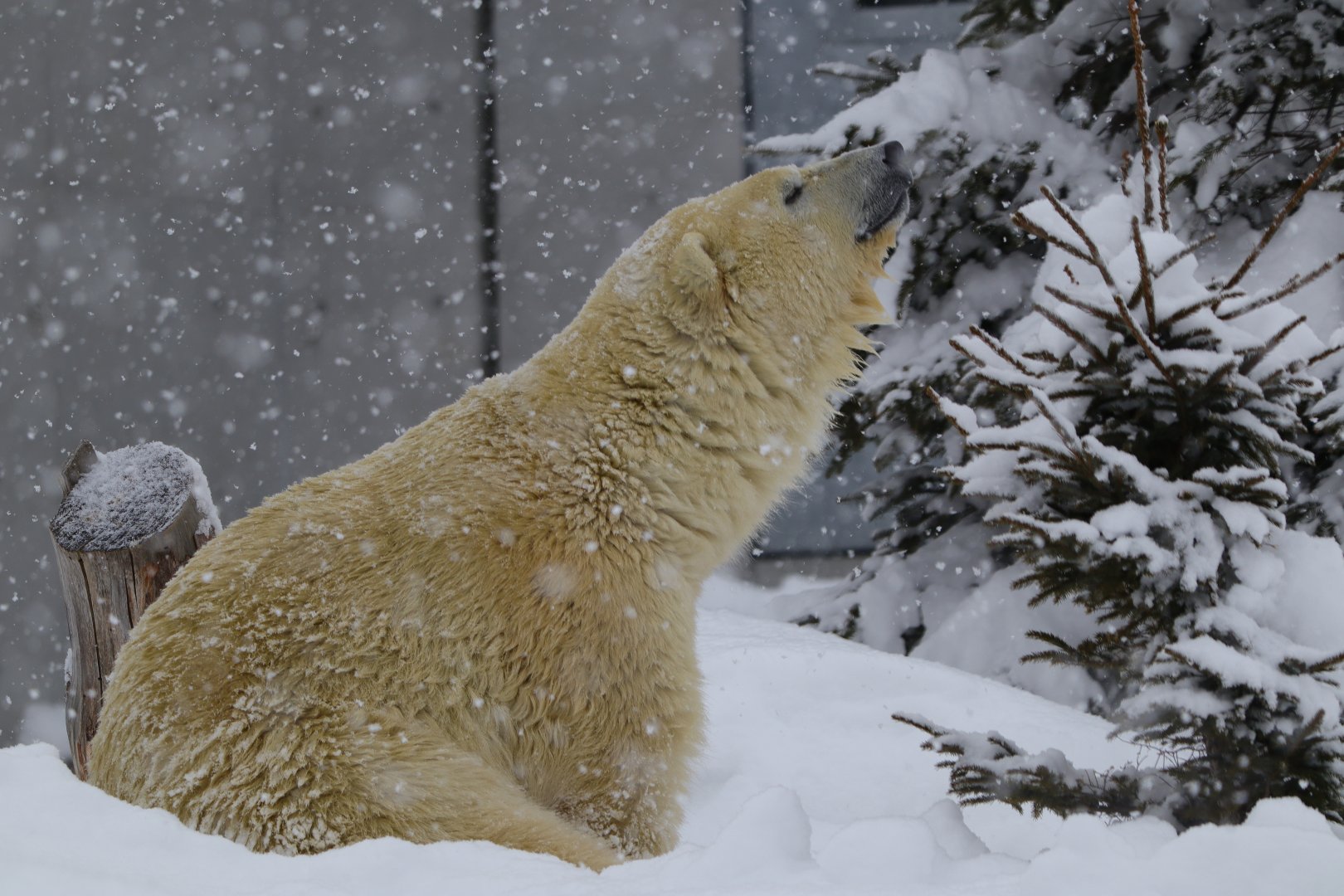 Polar bear