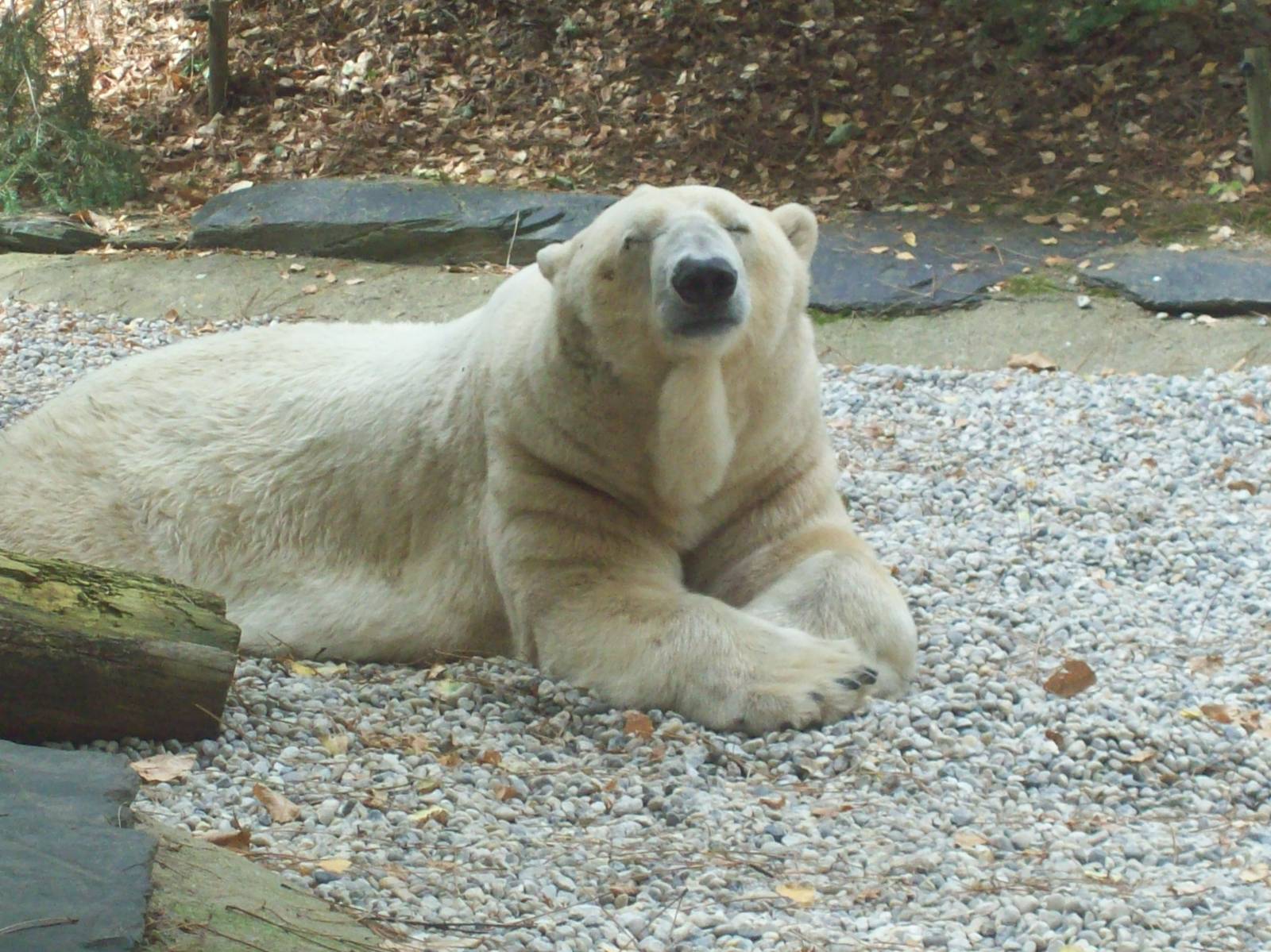 Polar bear