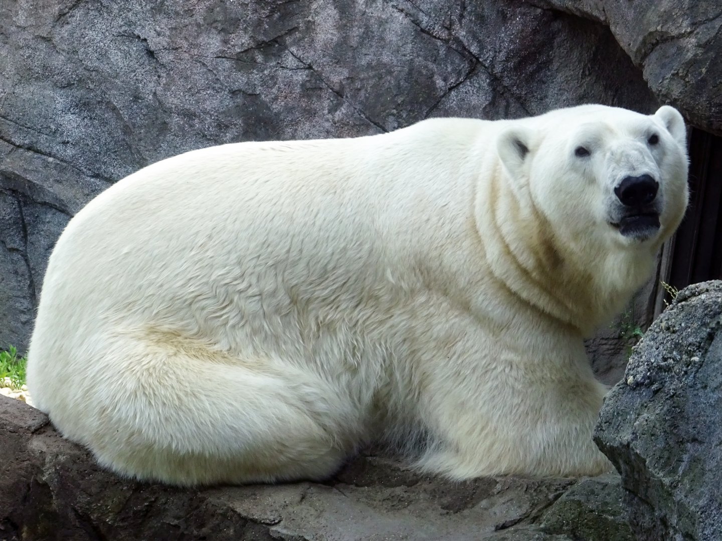 Polar Bear
