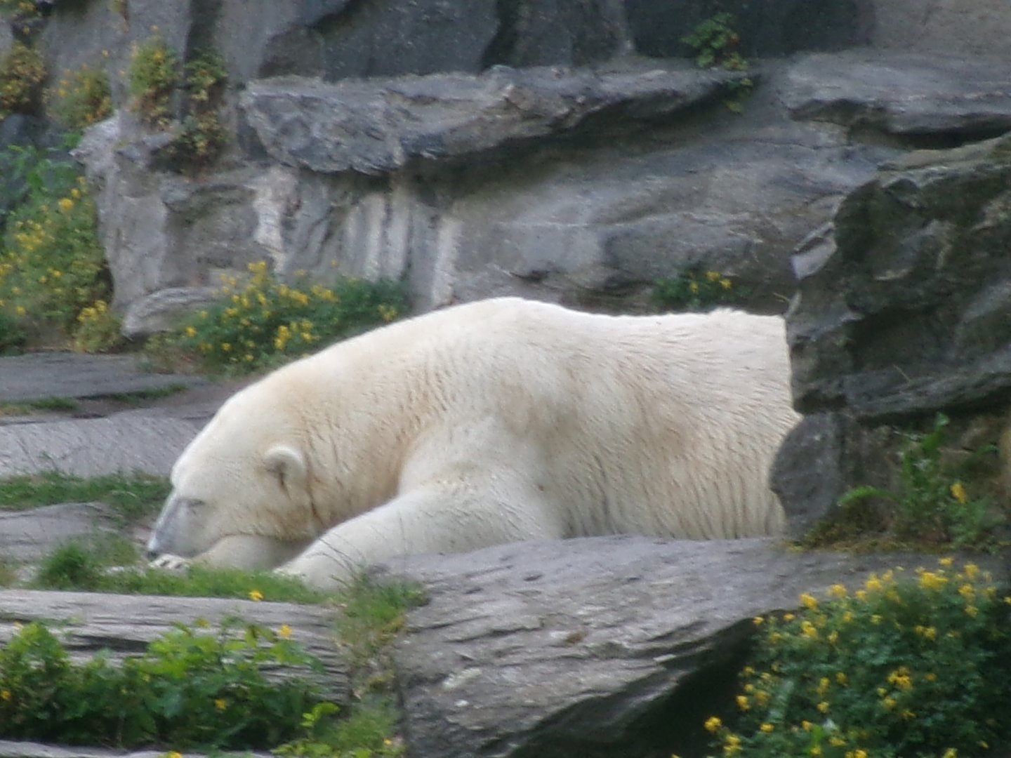 Polar bear