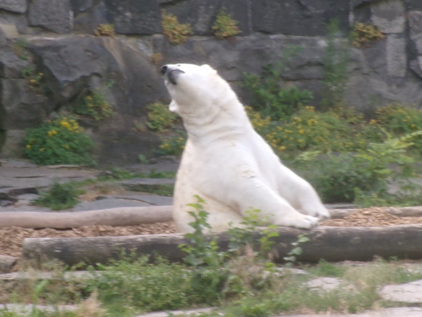 Polar bear
