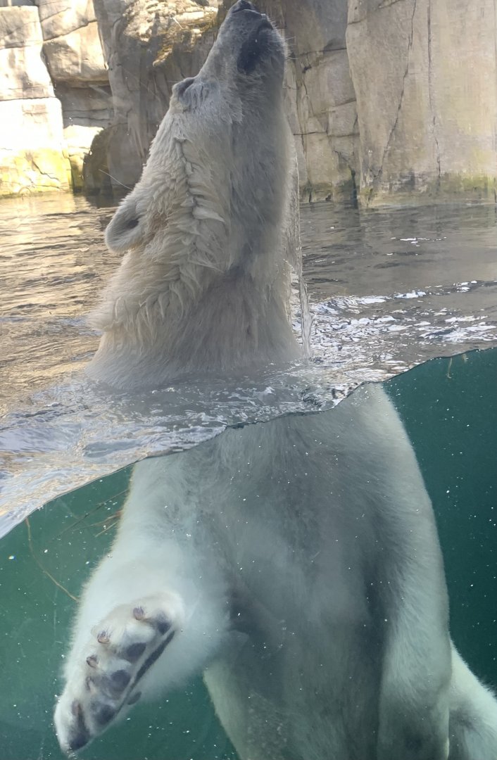 Polar bear
