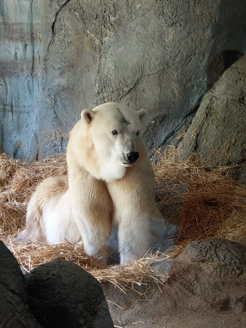 Polar Bear