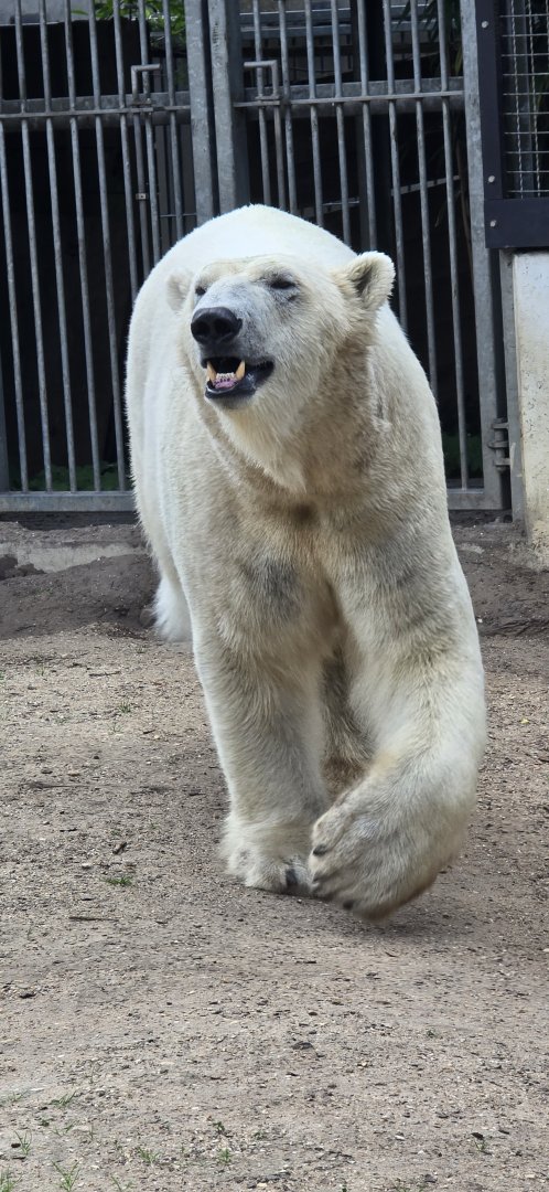 Polar bear