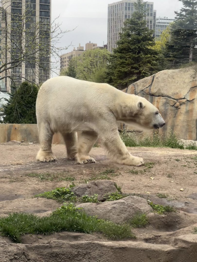 polar bear