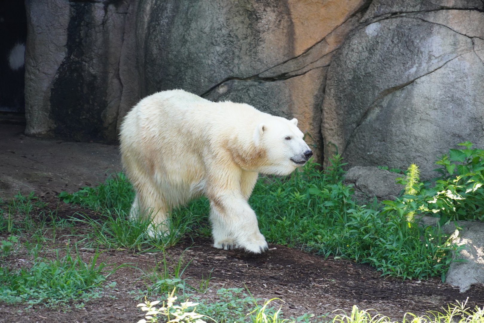 Polar Bear