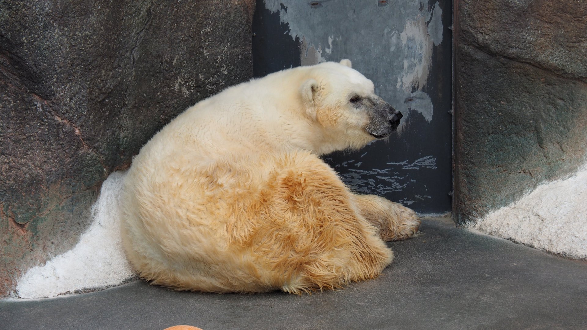 Polar Bear
