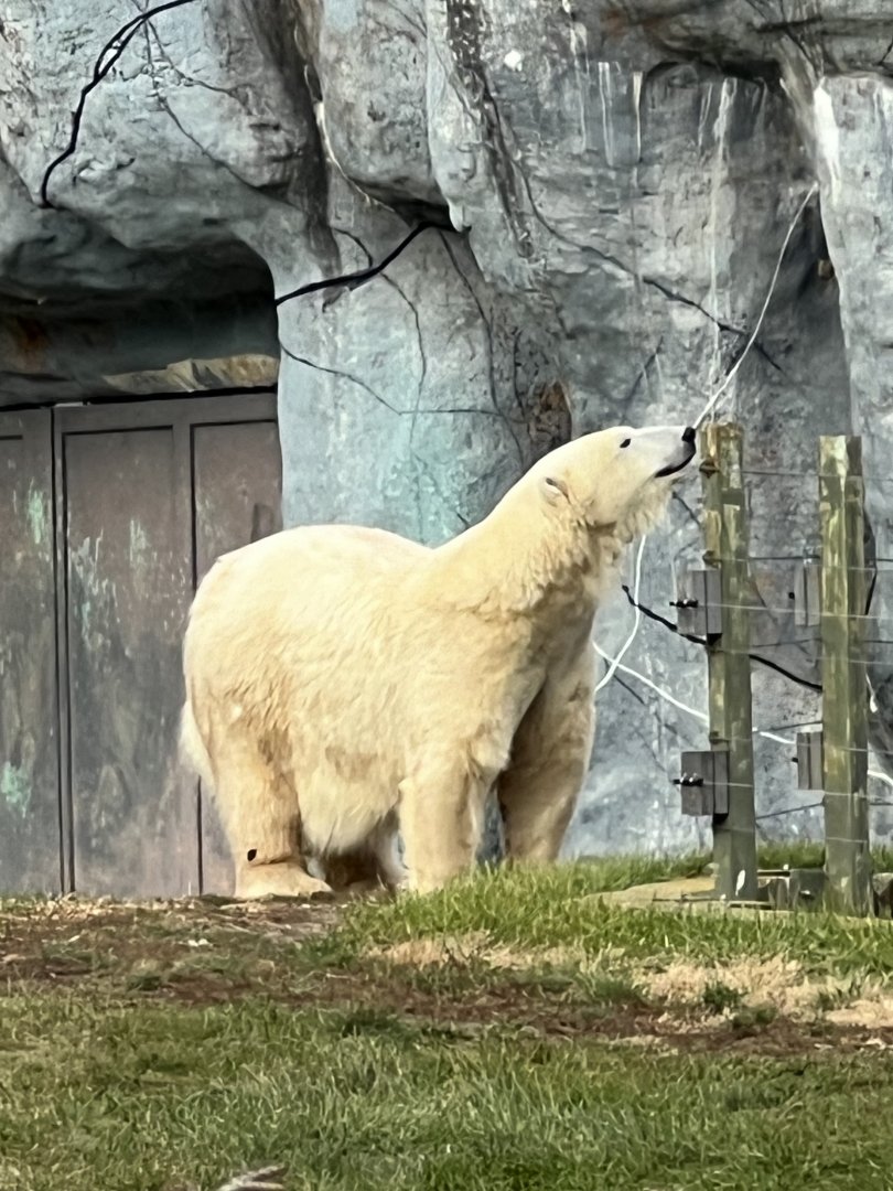 Polar Bear