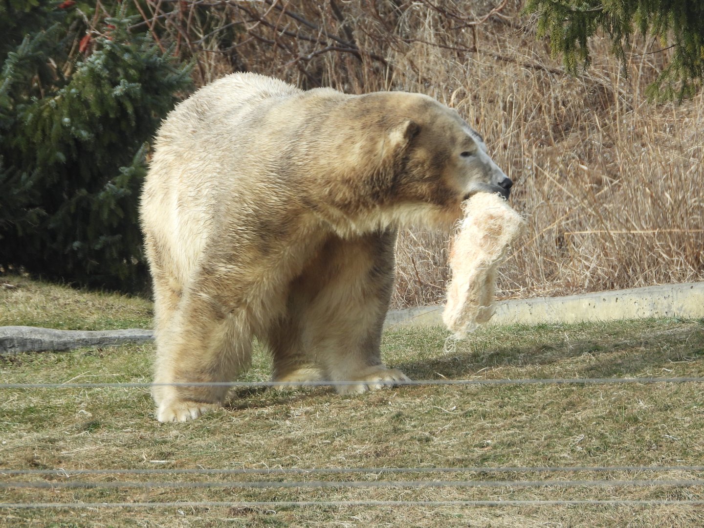 Polar bear