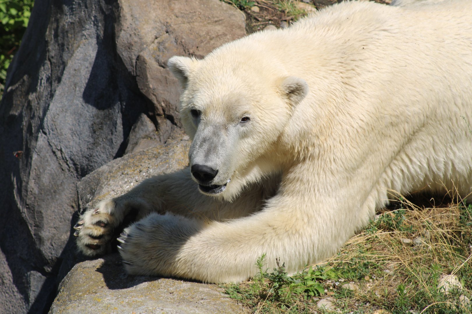 Polar Bear
