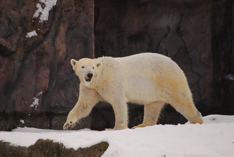 Polar bear