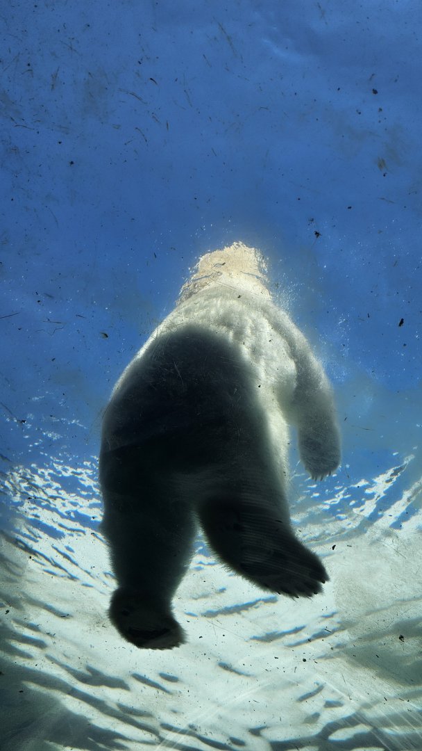 Polar bear