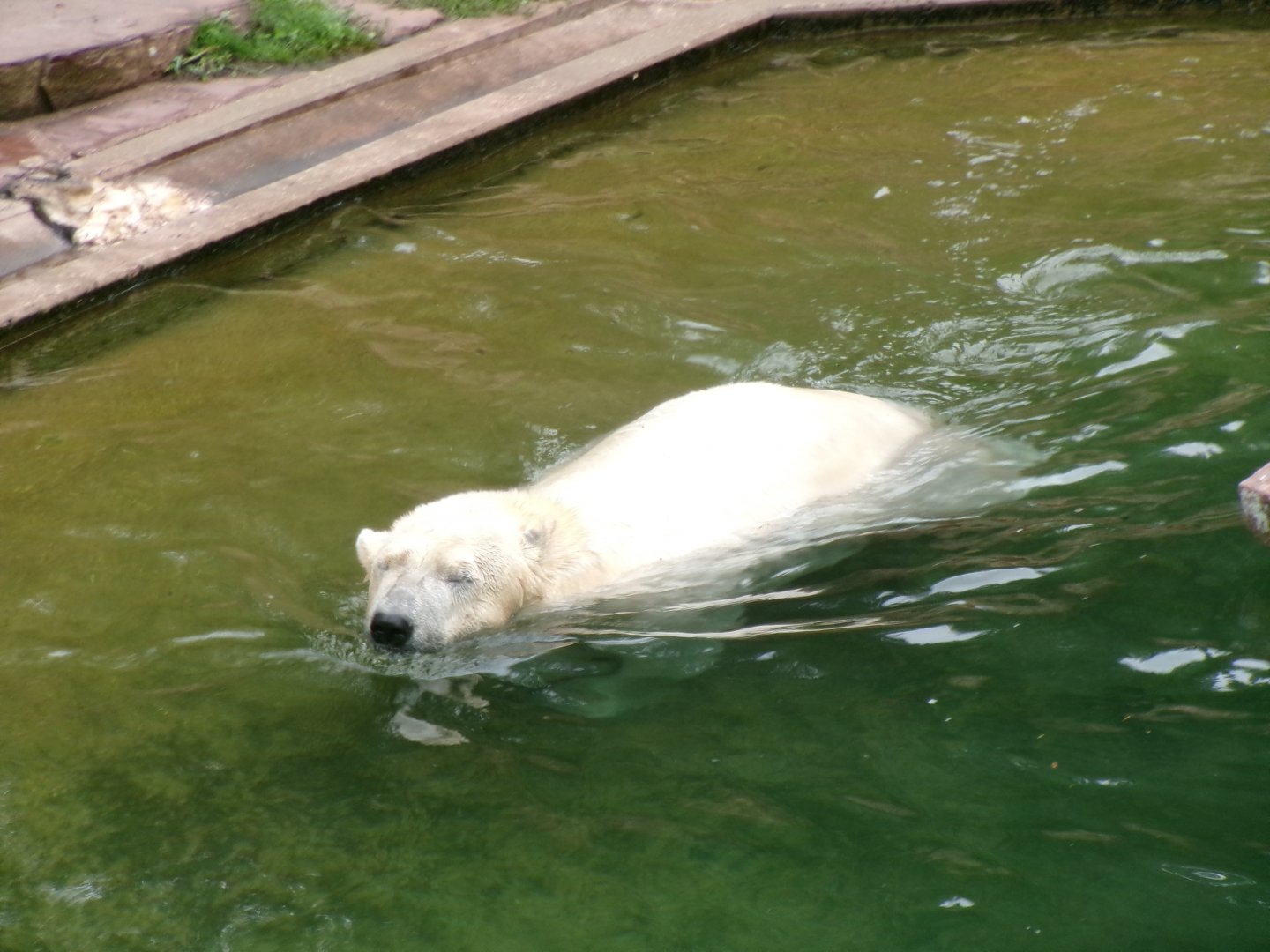 Polar bear