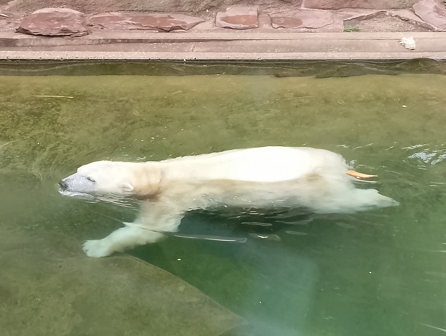 Polar bear