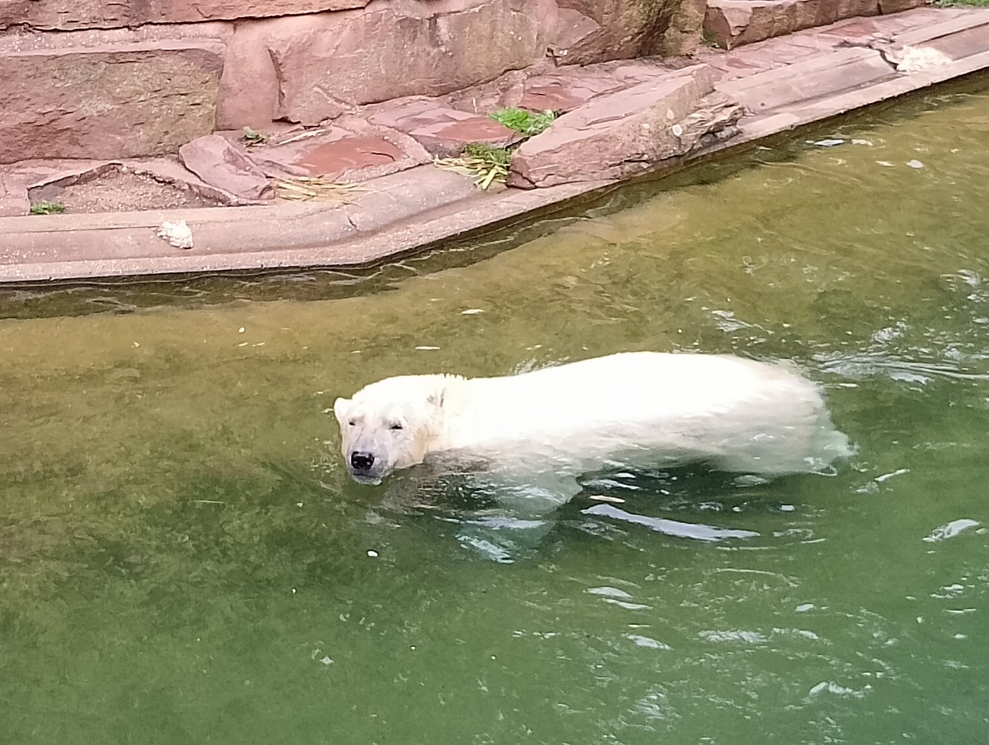 Polar bear