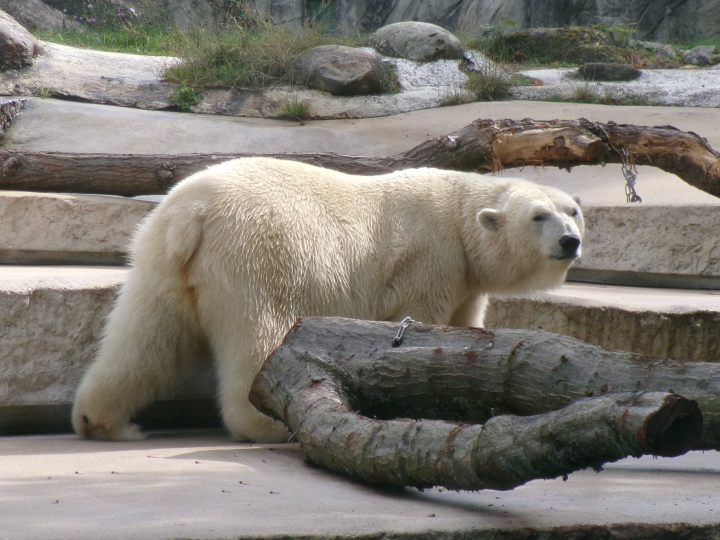 Polar bear