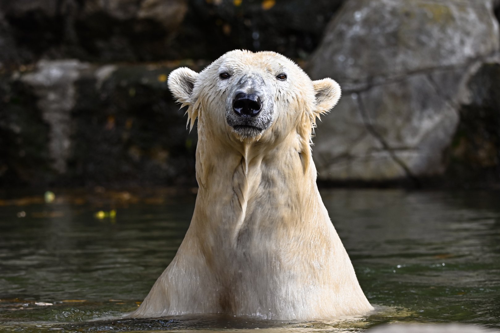 Polar bear