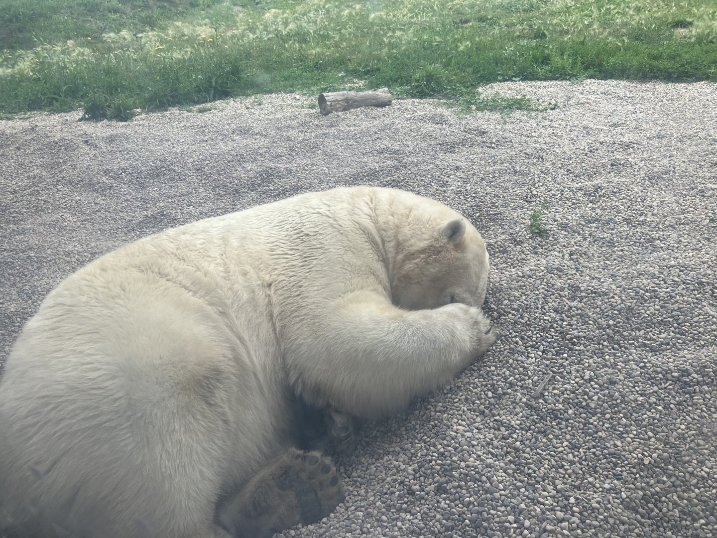 Polar Bear