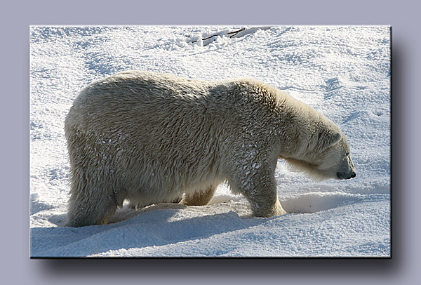 Polar Bear