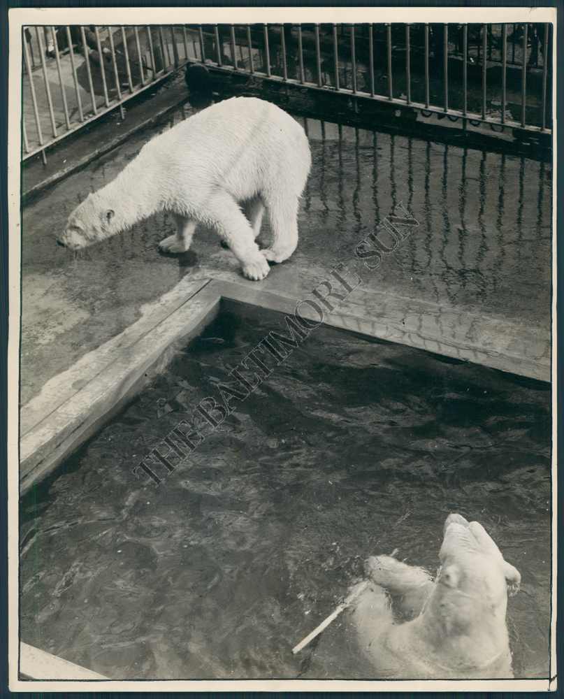 Polar bears 1929