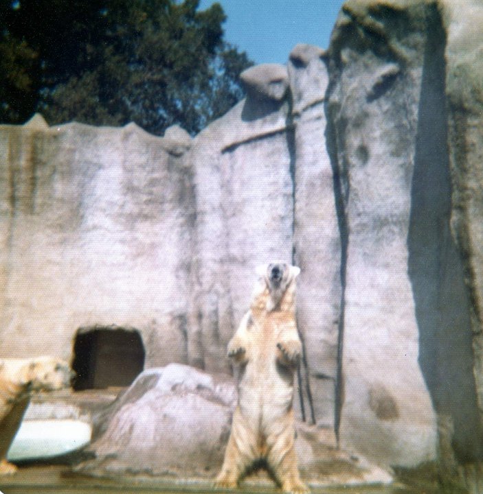 Polar bears 1974