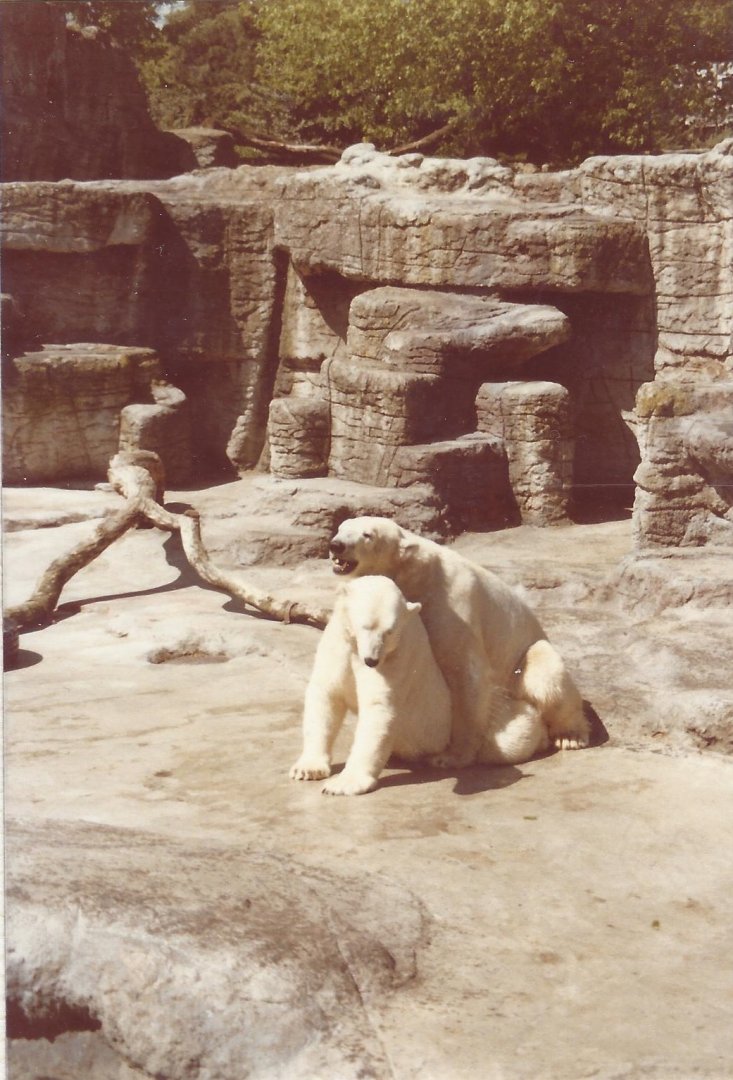 Polar Bears (1980)