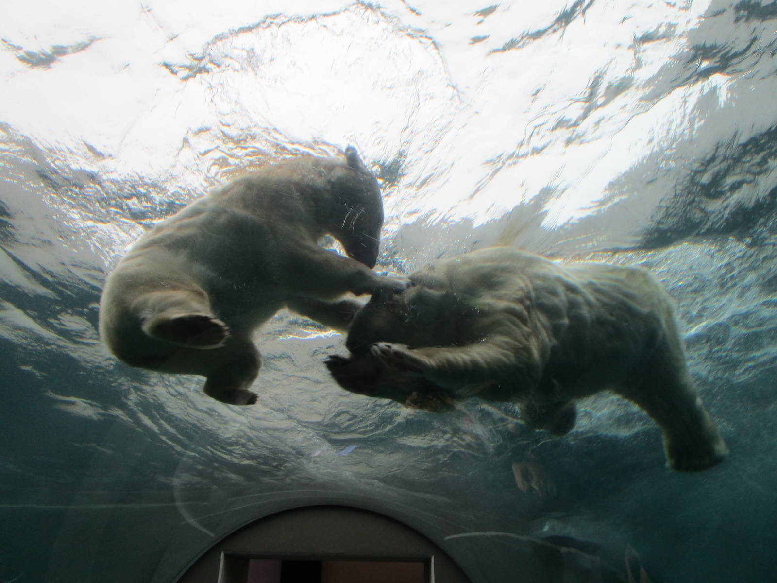 Polar Bears - 20/03/15