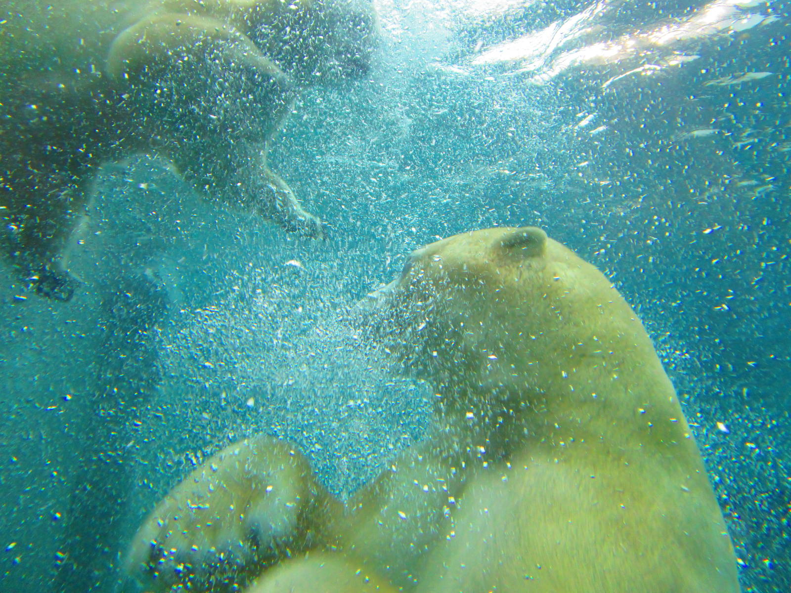 Polar Bears - 20/03/15