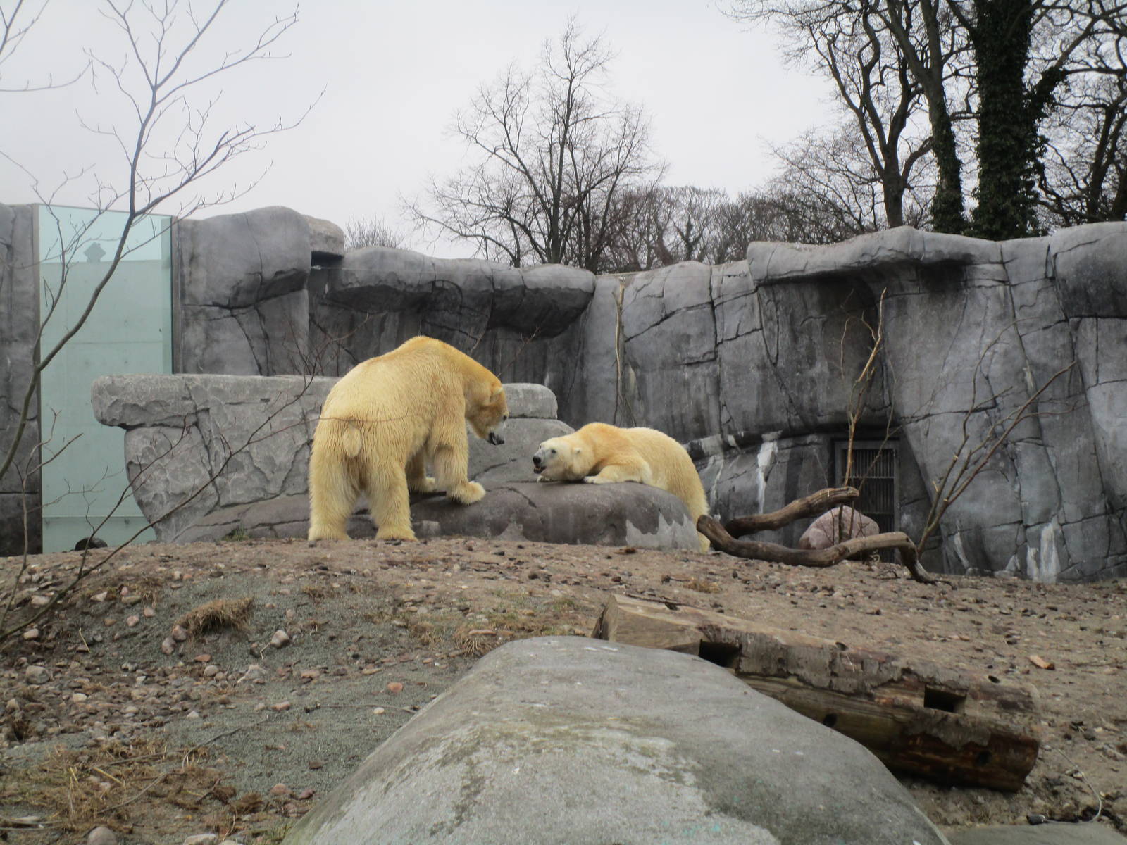 Polar Bears - 20/03/15