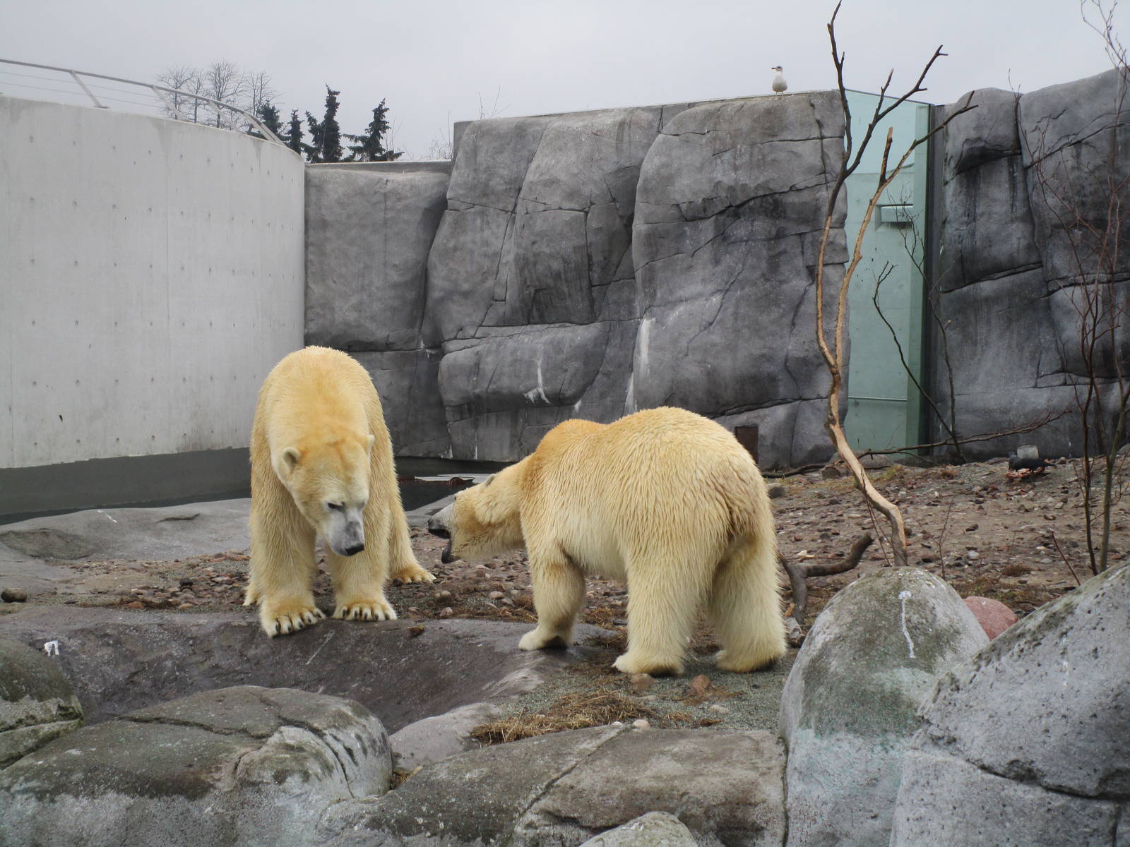 Polar Bears - 20/03/15