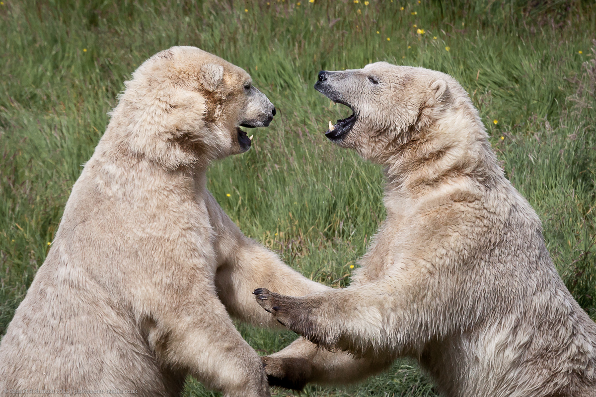 Polar Bears - 21/07/2012