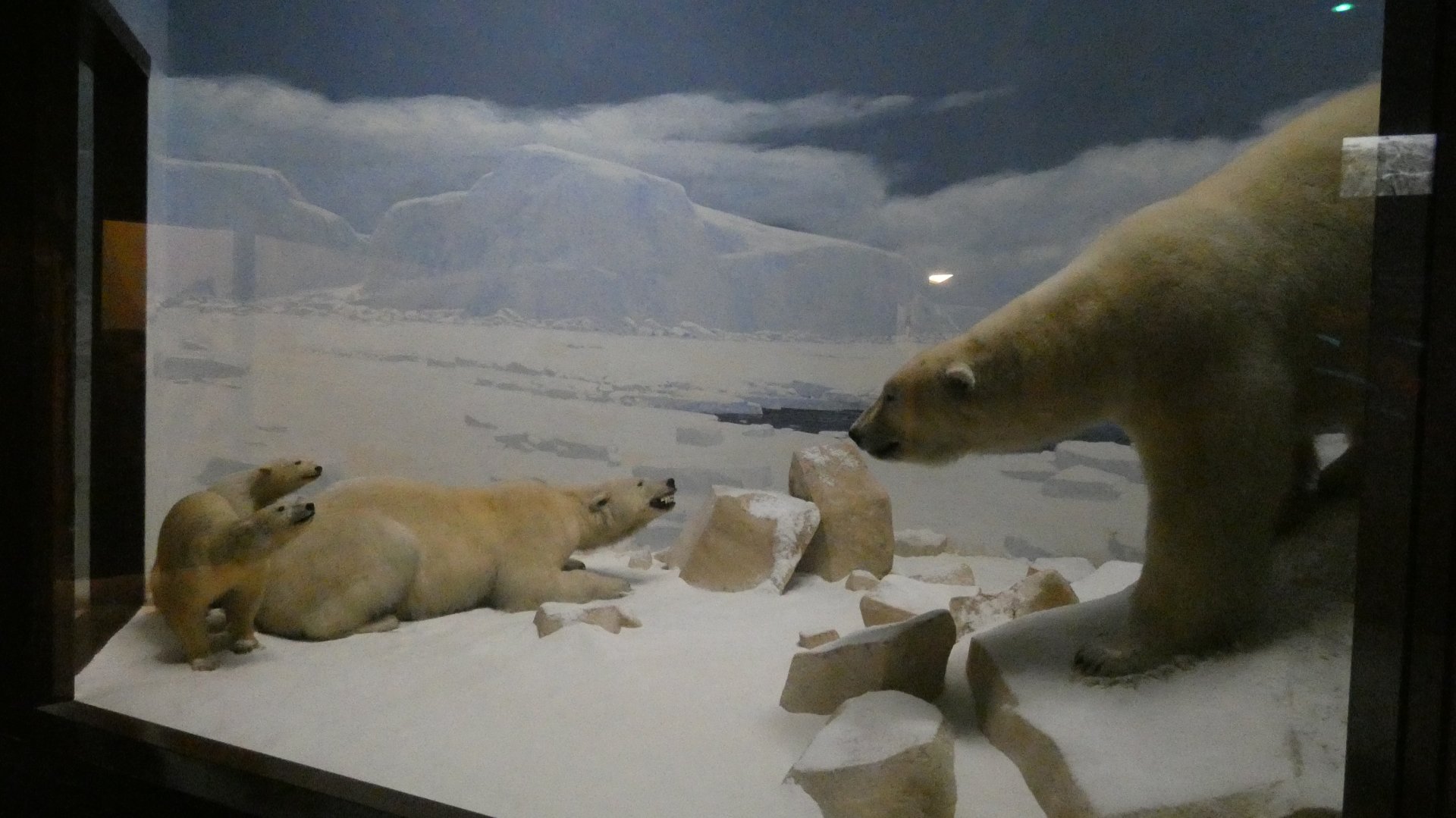 Polar Bears, American Wilderness Display - Feb. 2022